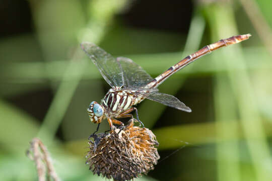 Image of Broad-striped Forceptail