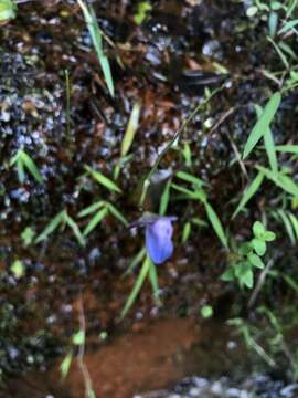 Image of Utricularia smithiana R. Wight