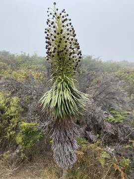 Слика од Argyroxiphium grayanum (Hillebr.) Deg.