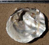 Image of Rough Maple Leaf Pearly Mussel