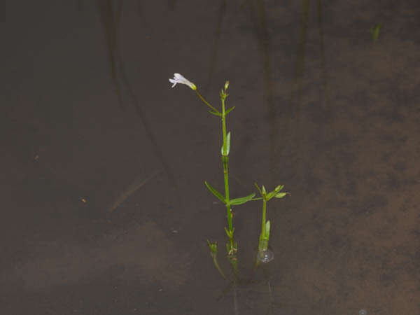 Image of Lindernia parviflora (Roxb.) Haines