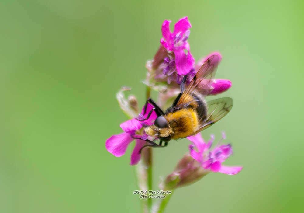 Image of bumblebee hoverfly