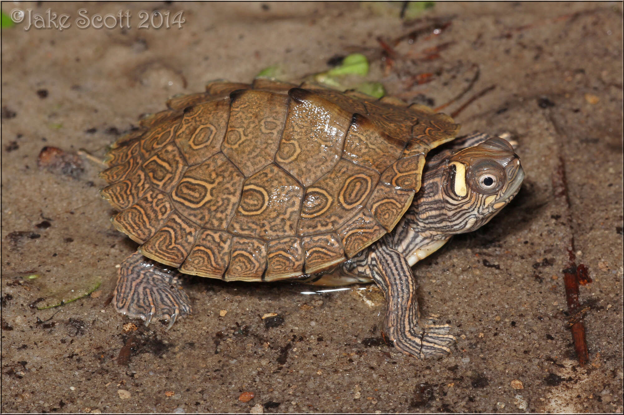 Image of Ouachita Map Turtle