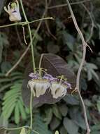 Image of Passiflora misera Kunth