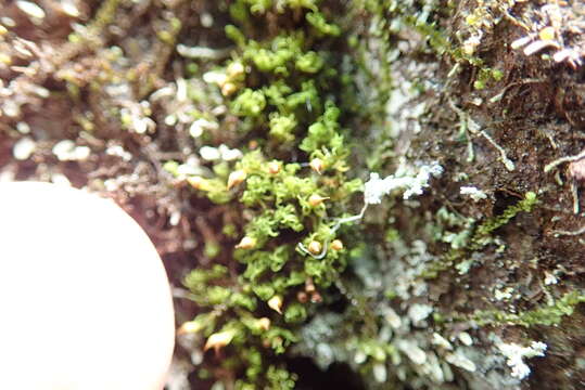 Image of Lapland yoke-moss