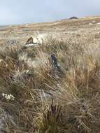 Image of Baffin fescue