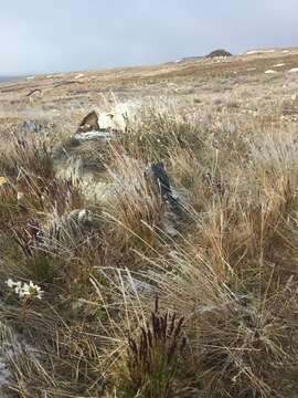 Image of Baffin fescue