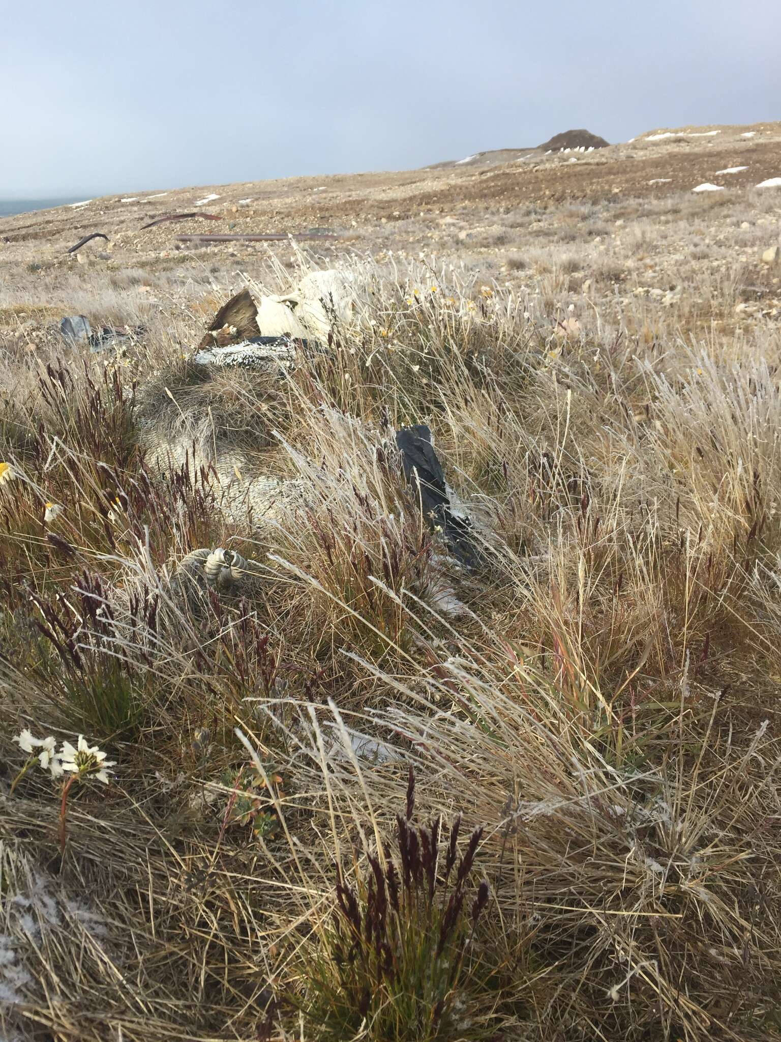 Image of Baffin fescue