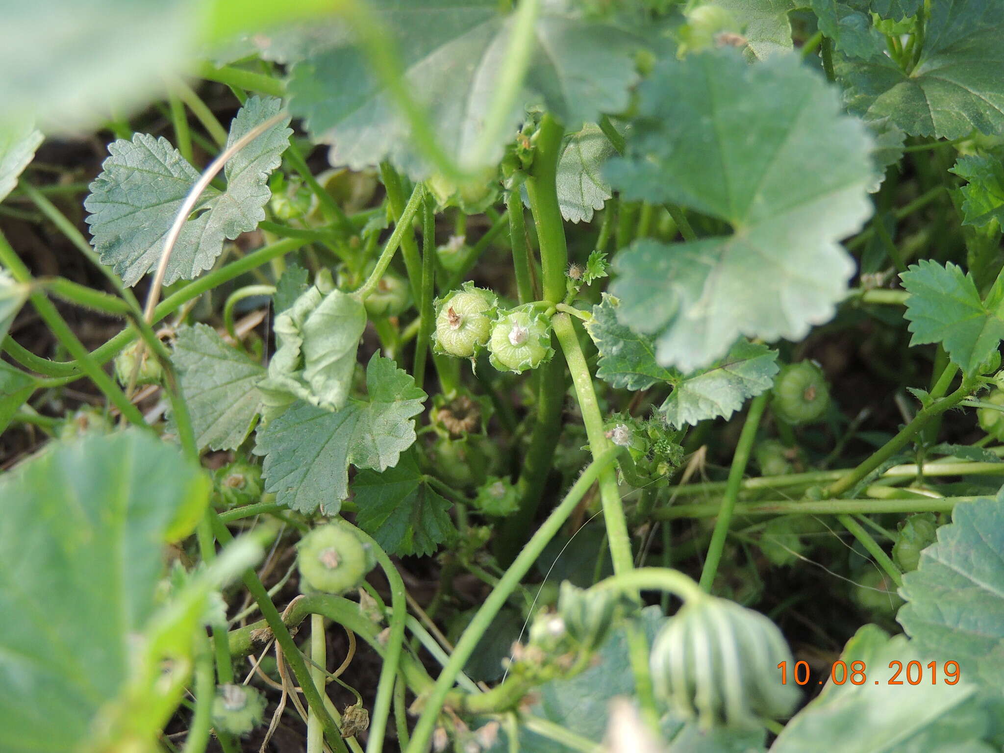 Image of low mallow