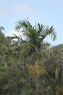 Image of Carpentaria acuminata (H. Wendl. & Drude) Becc.