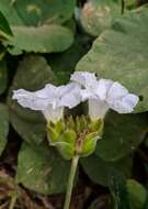 Imagem de Odonellia hirtiflora (M. Mart. & Gal.) K. Robertson