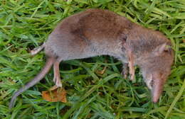 Image of Greater Red Musk Shrew