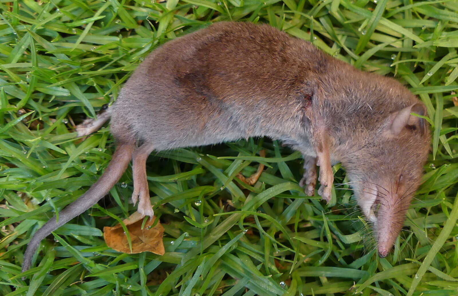 Image de Crocidura flavescens (I. Geoffroy Saint-Hilaire 1827)