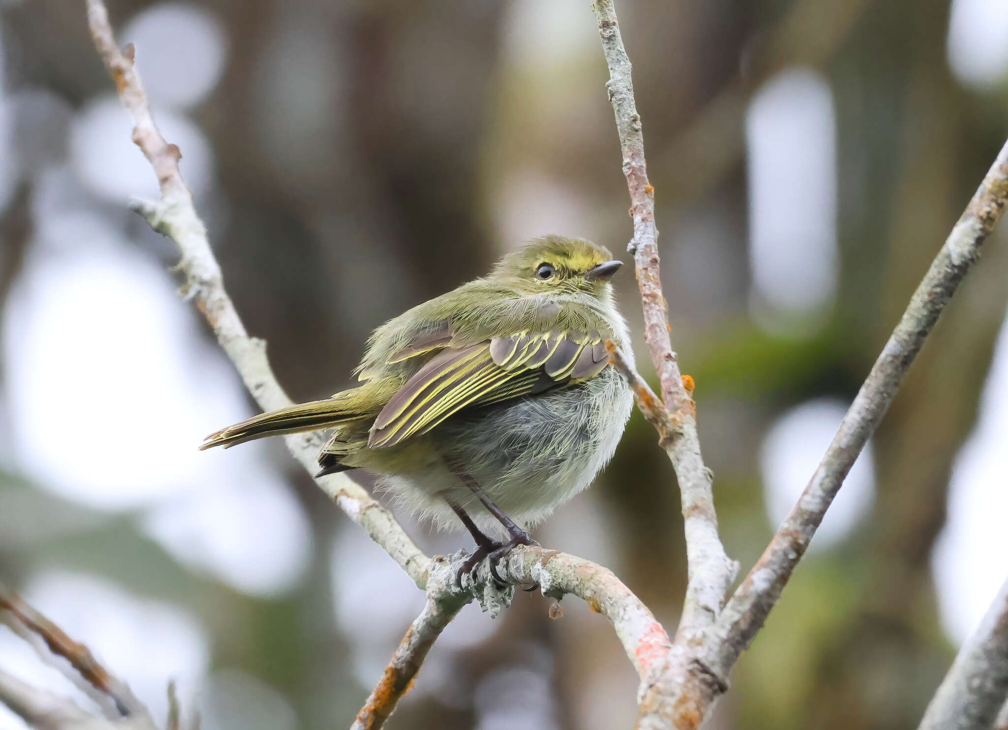 Image of Choco Tyrannulet