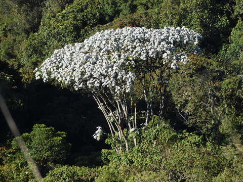 Cecropia telenitida Cuatrec.的圖片