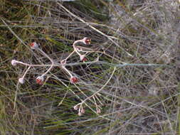 Image of Haemodorum tenuifolium A. Cunn. ex Benth.