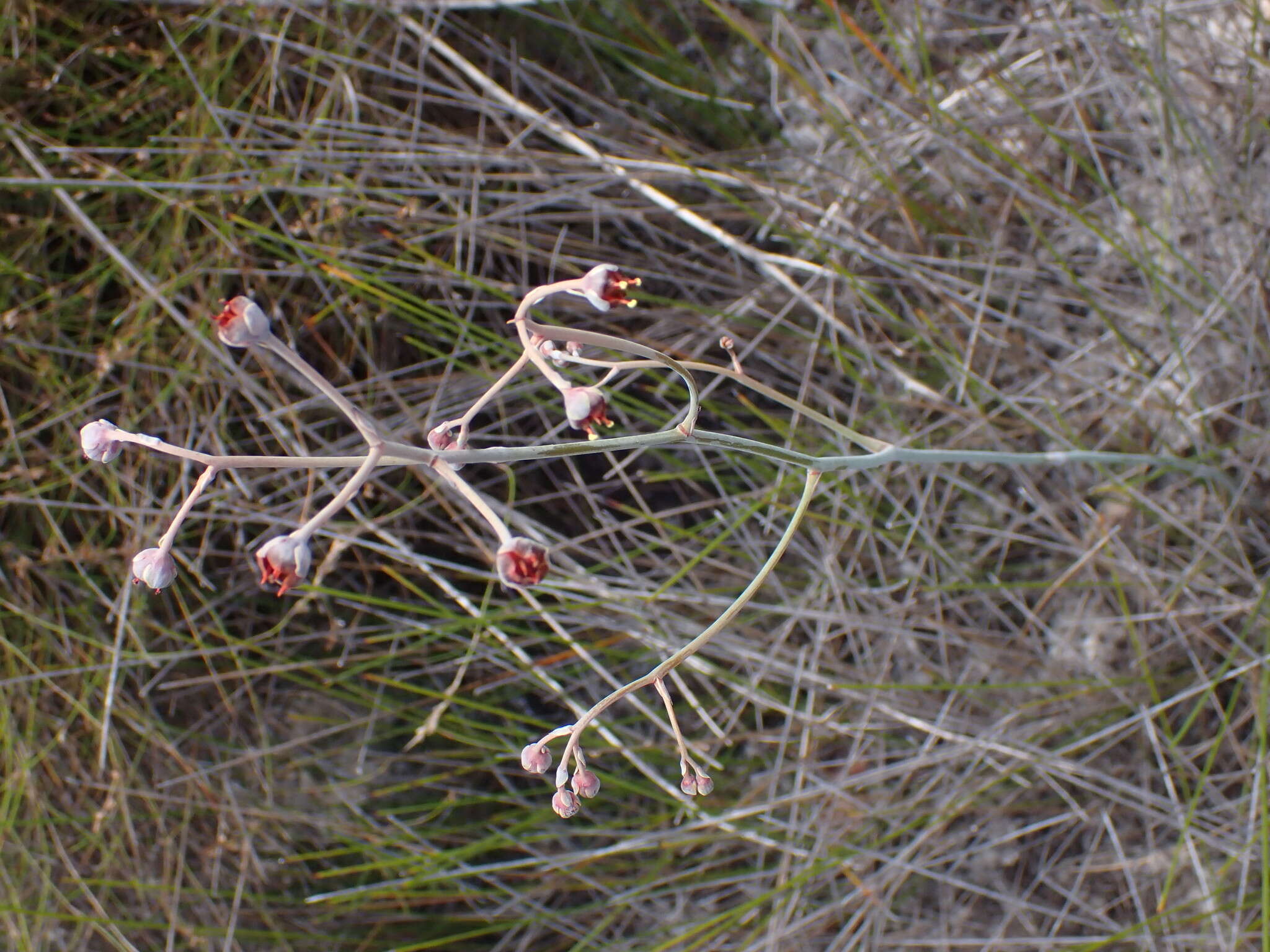 Image of Haemodorum tenuifolium A. Cunn. ex Benth.