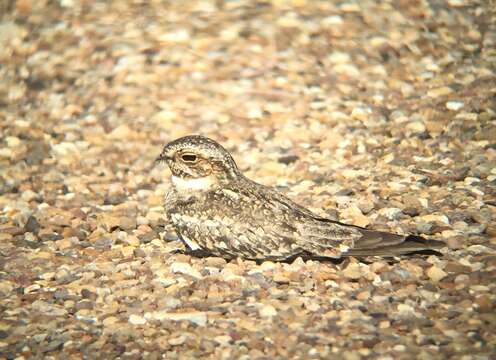 Image of Lesser Nighthawk