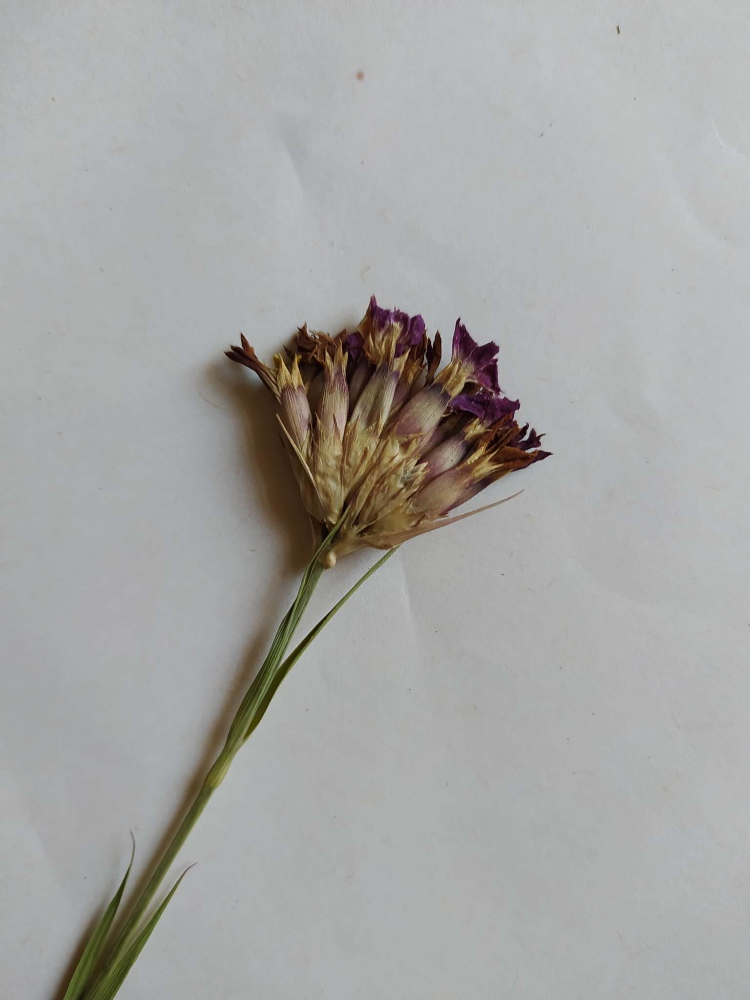 Image of Dianthus membranaceus Borbás