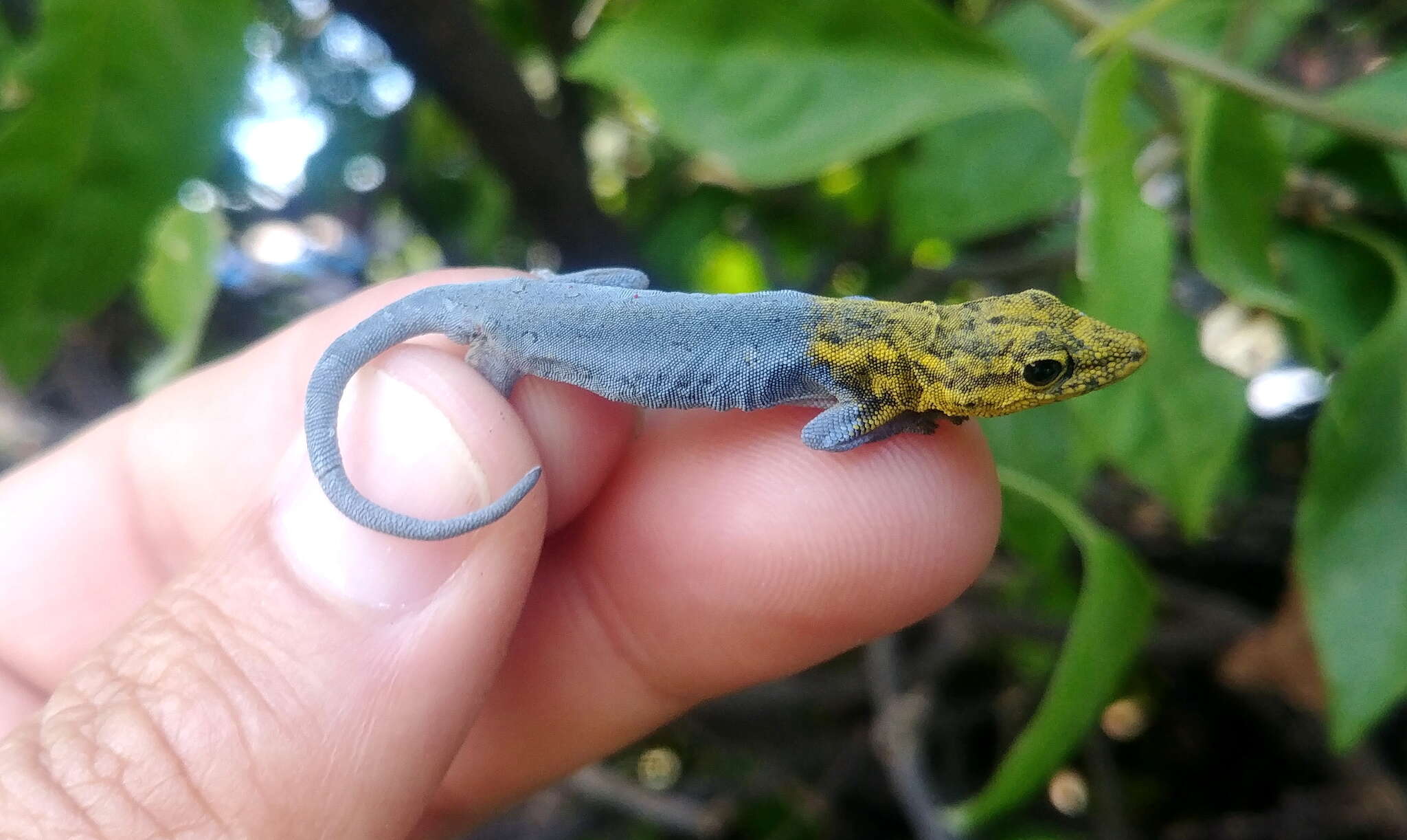 Image of painted dwarf gecko