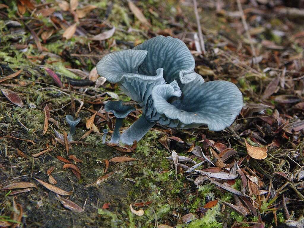 Imagem de Arrhenia chlorocyanea (Pat.) Redhead, Lutzoni, Moncalvo & Vilgalys 2002