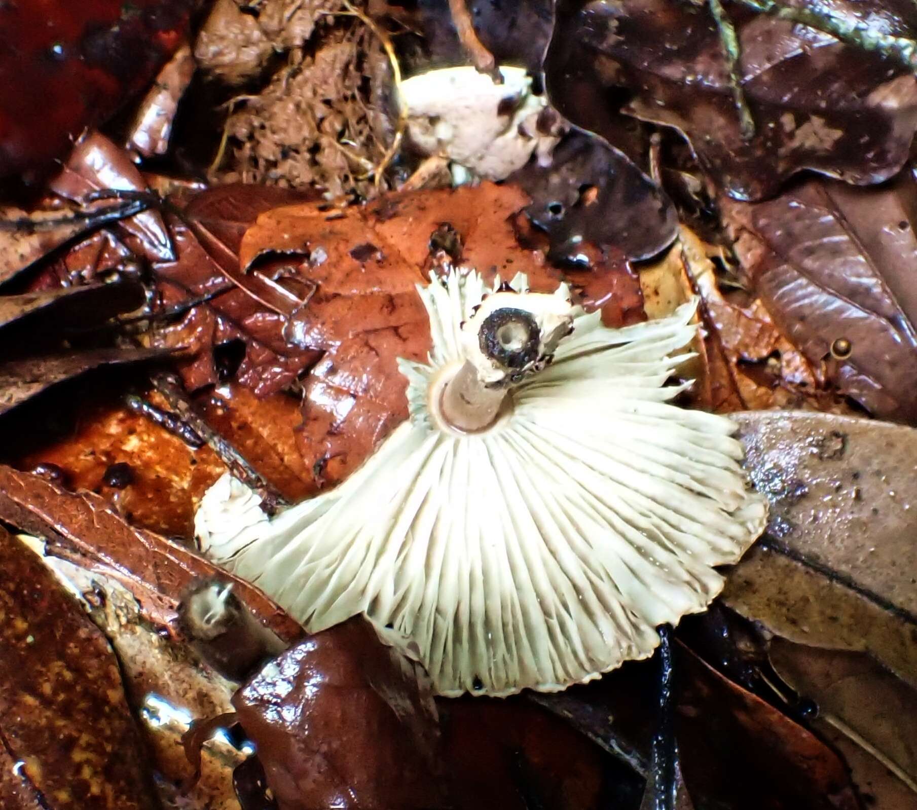 صورة Macrolepiota eucharis Vellinga & Halling 2003