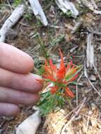 Image of Sacramento Mountain Indian paintbrush