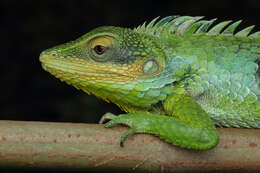 Image of Big Scaled Variable Lizard