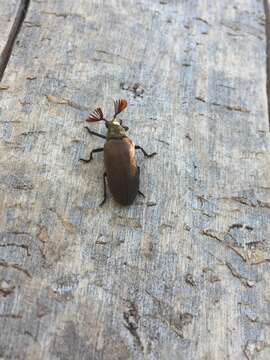 Image of Cedar Beetle