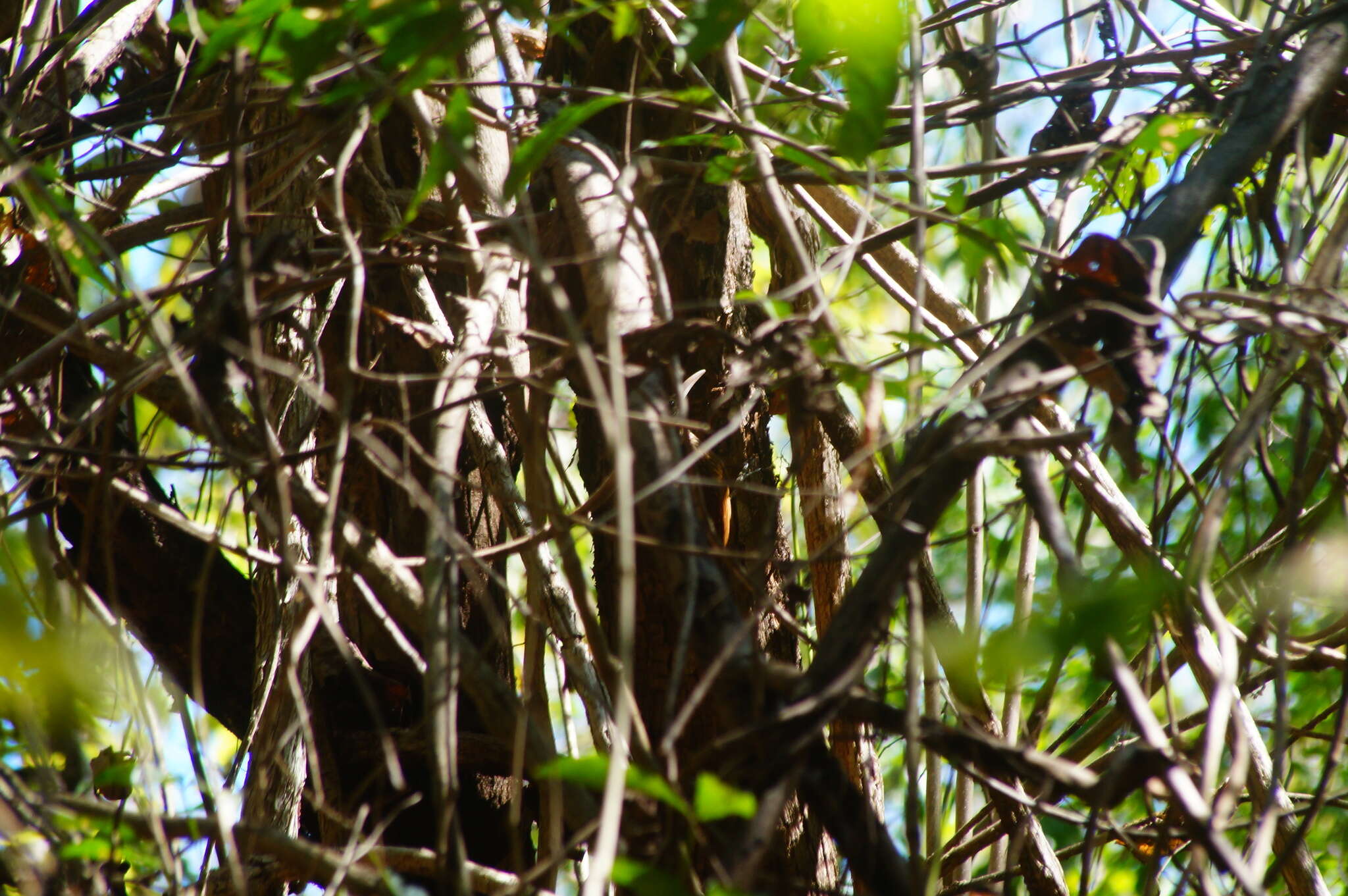 Image of Ivory-billed Woodcreeper