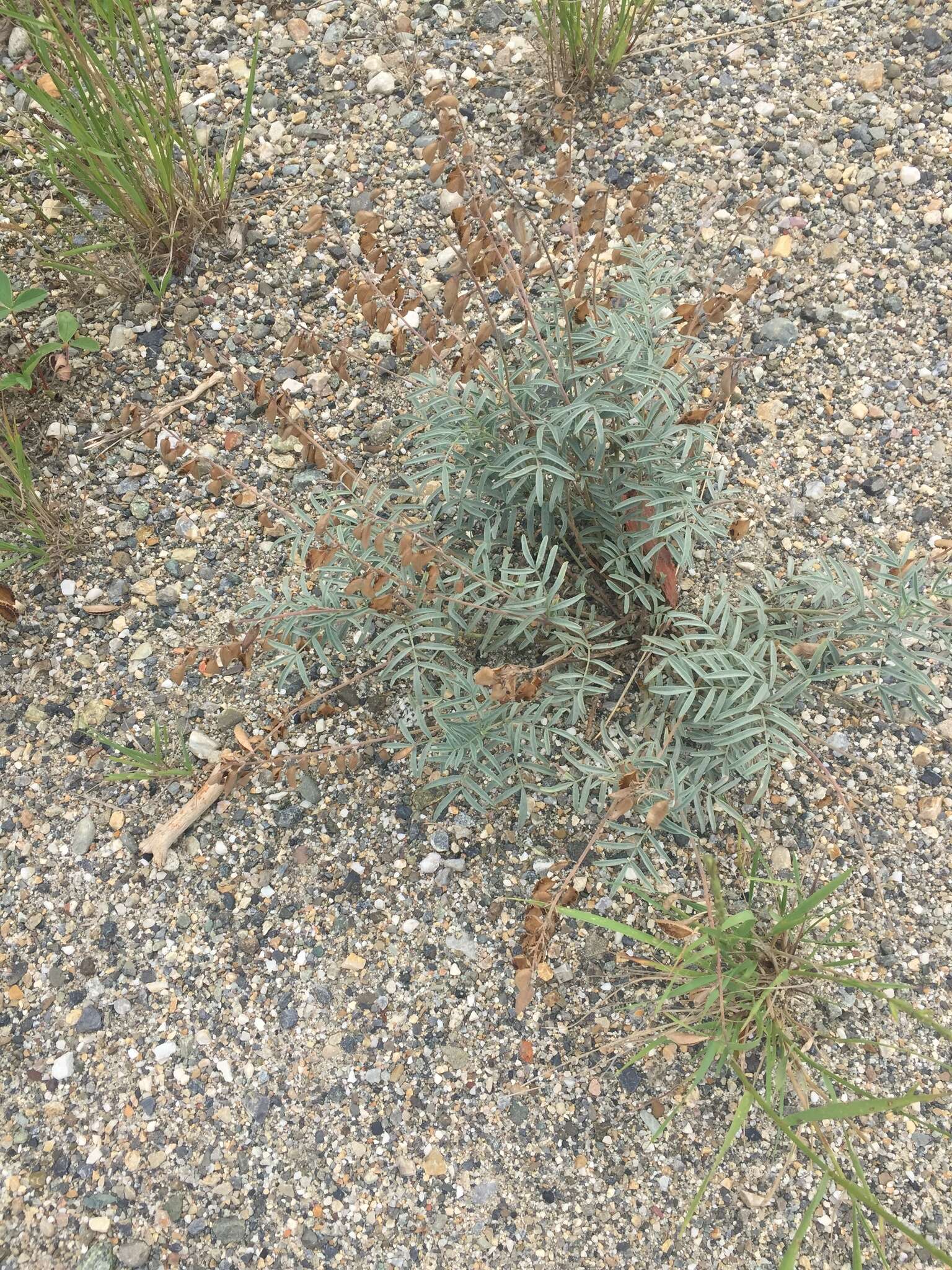 صورة Astragalus australis (L.) Lam.