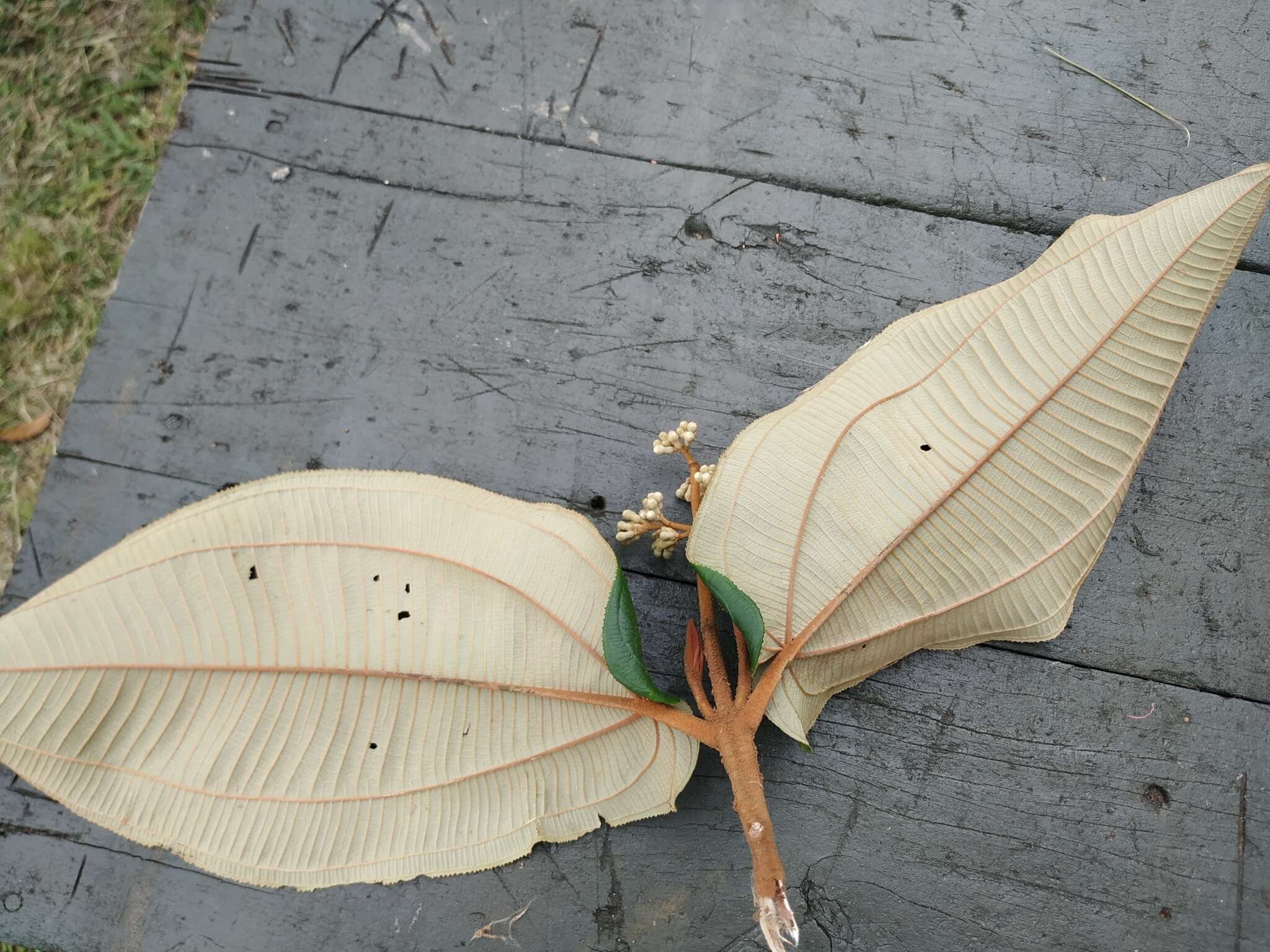 Image of Miconia bubalina (D. Don) Naud.