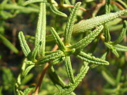 Imagem de Cistus monspeliensis L.