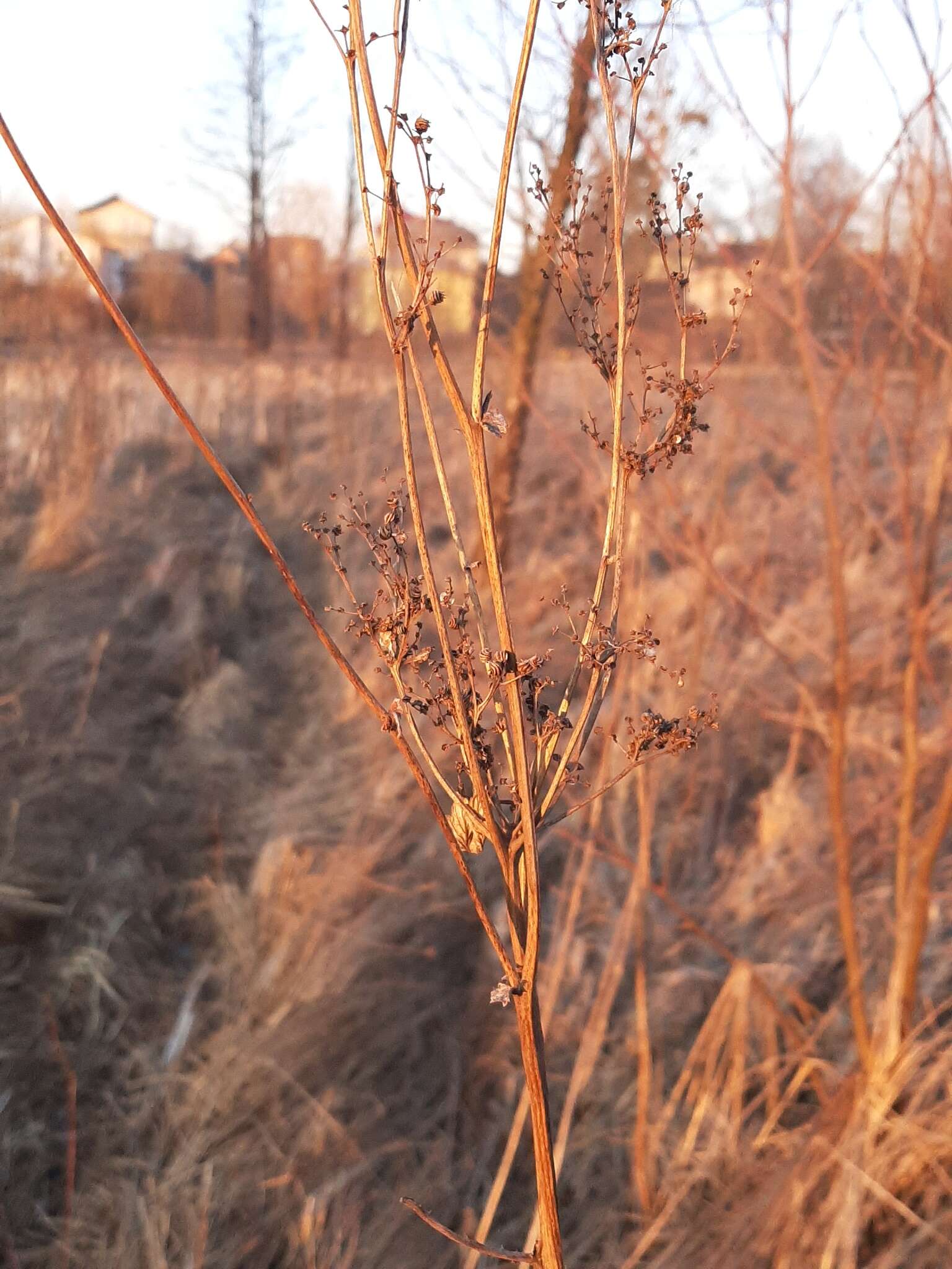 Image of Meadow-sweet