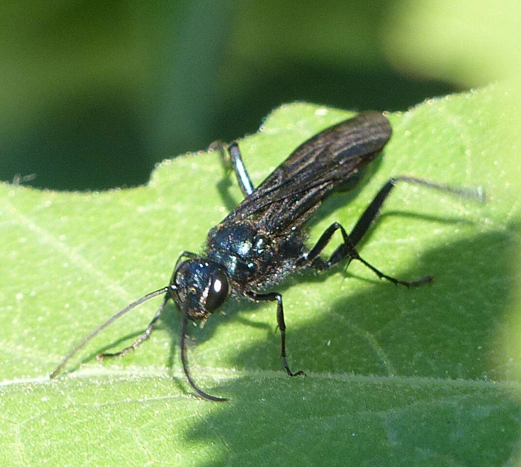 Image of Blue Mud Wasps