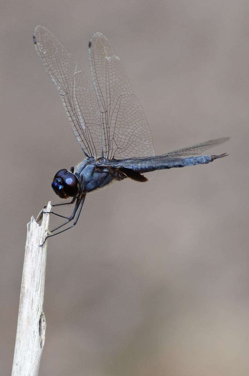 Tramea binotata (Rambur 1842) resmi