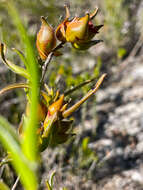 Image of Hibbertia vaginata (Benth.) F. Müll.