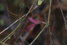 Image of Blue-leaf bauhinia