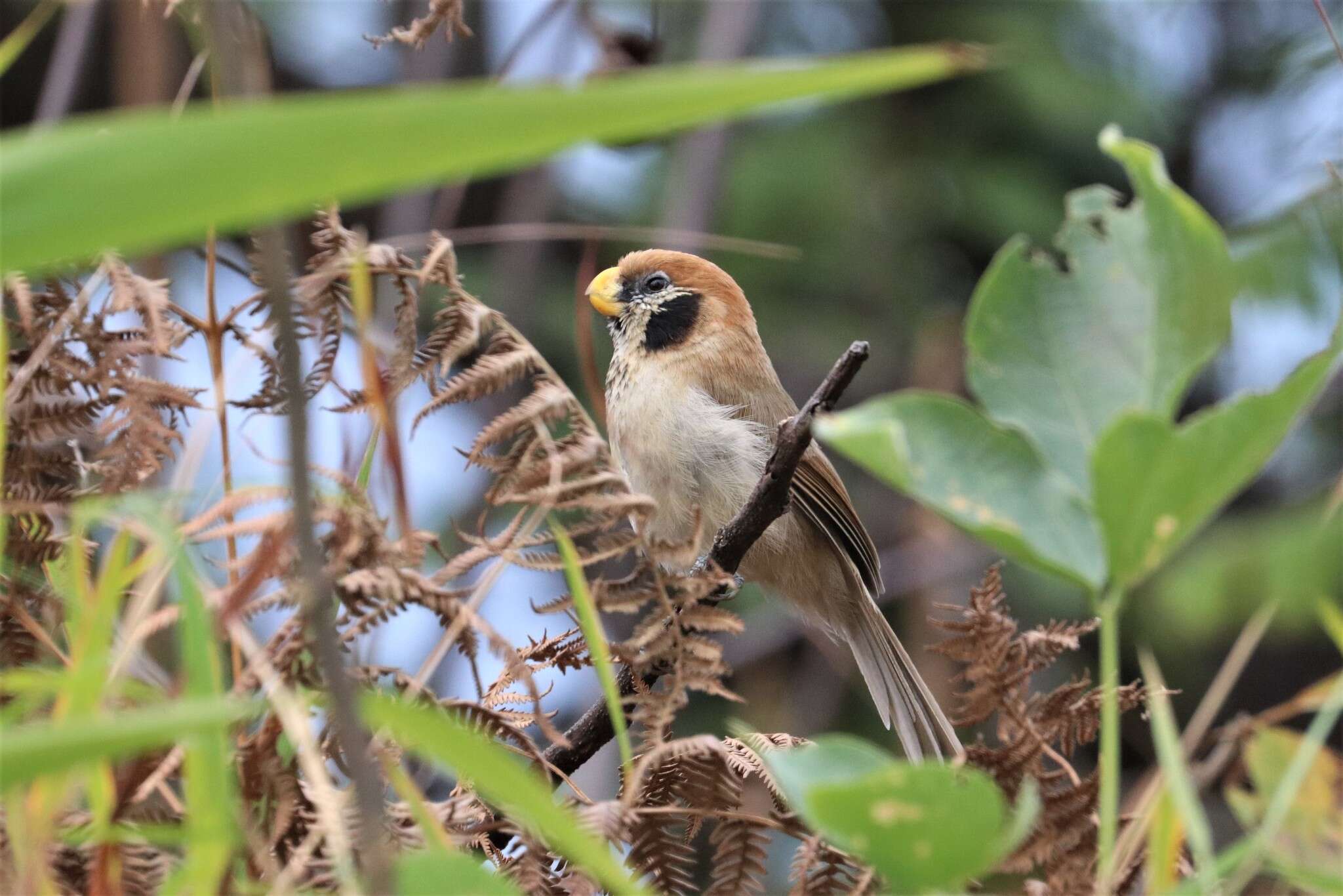 Image of Spot-breasted Parrotbill