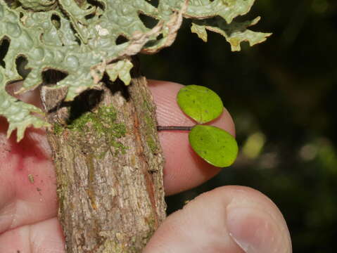 Слика од Pseudocyphellaria faveolata (Delise) Malme