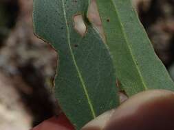 Image of Eucalyptus apothalassica L. A. S. Johnson & K. D. Hill
