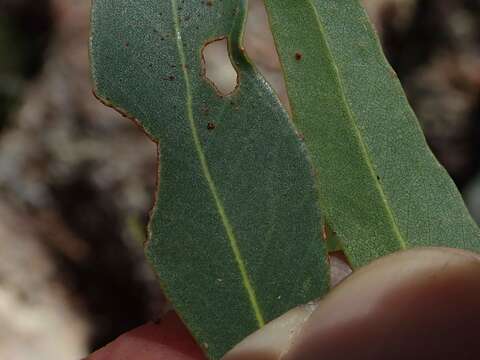 Image of Eucalyptus apothalassica L. A. S. Johnson & K. D. Hill