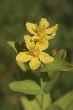 Imagem de Hypericum erectum C. P. Thunberg ex A. Murray