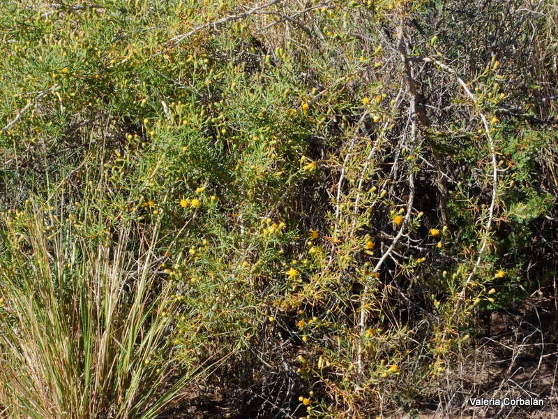 Image of Senecio subulatus D. Don ex Hook. & Arn.