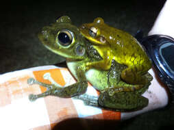 Image of Cuban Treefrog