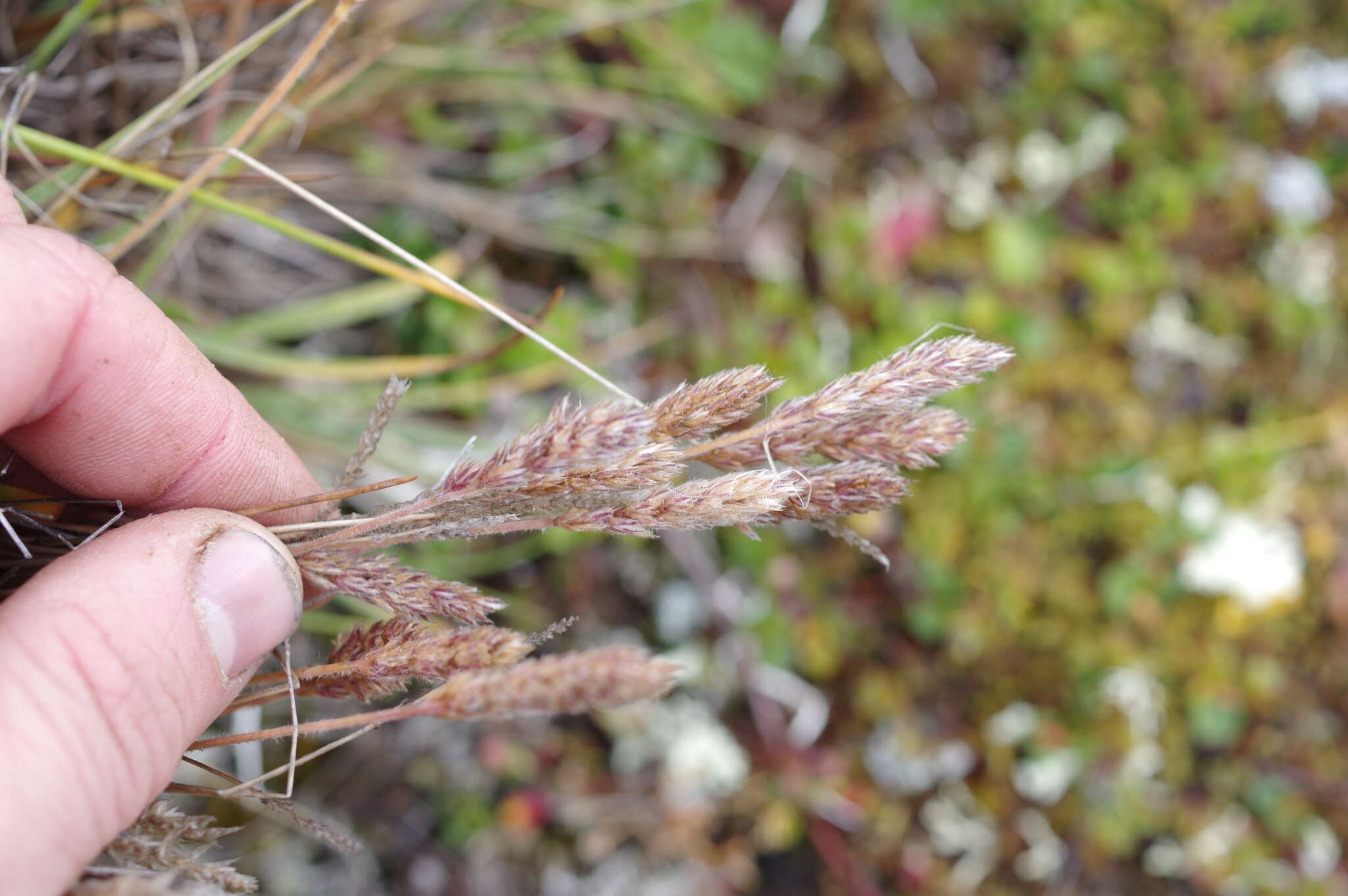 Image of Eurasian Junegrass