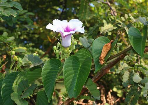 Слика од Ipomoea campanulata L.