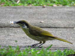 Image of Varied Honeyeater