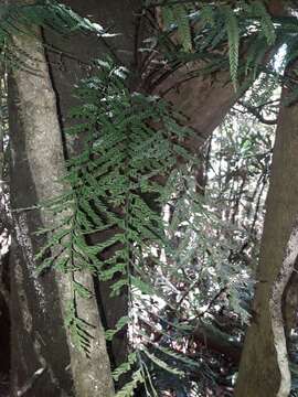 Sivun Asplenium pteridoides Bak. kuva