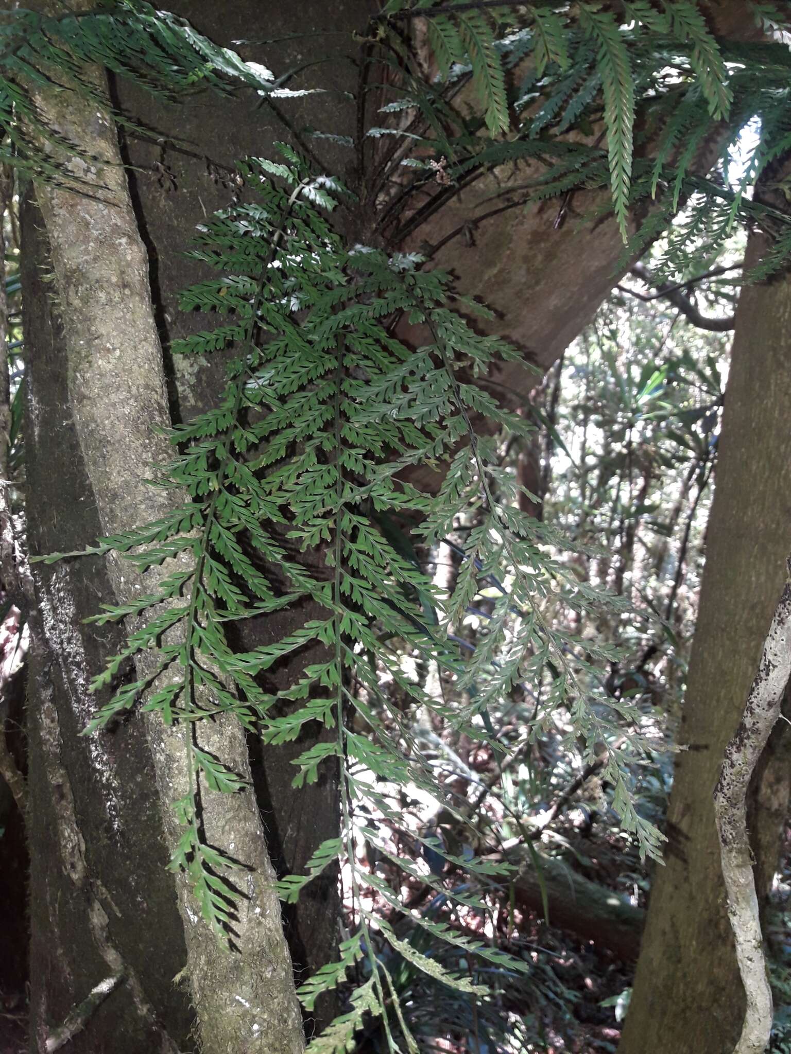 Image of Asplenium pteridoides Bak.